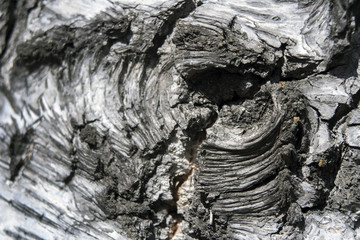 The eye of an old forest giant made of wood