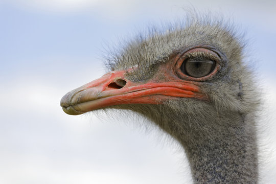 The head of an African ostrich