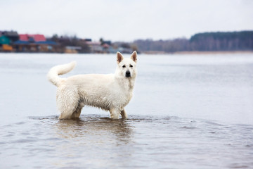 White Swiss shepherd dog swimming