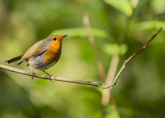 Obraz premium European robin (Erithacus rubecula)