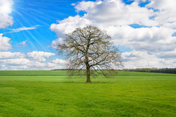 Fototapeta na wymiar Baum in der Natur, Landschaft im Frühjahr, Sachsen