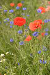 Klatschmohn