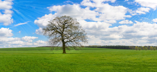 Fototapeta na wymiar Baum steht auf einer Wiese im Frühling, Panorama