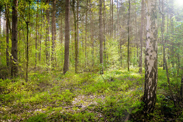 Mischwald beim Sonnenaufgang, Wald in Sachsen