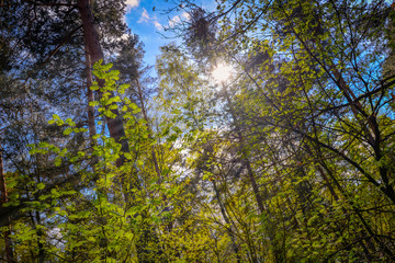 Sommer im Wald, Sonne scheint durch die B&auml;ume
