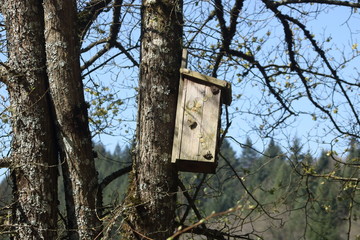 Vogelnest