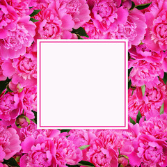 Pink peony flowers frame and white card