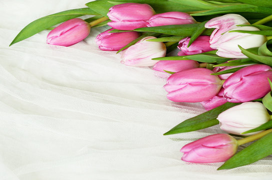 Pink tulip flowers on white tulle background