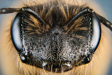 Macro Focus Stacking - Portrait of Bee, Bees
