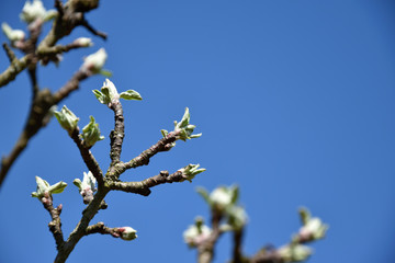 Buds on the branches of apple trees, blue sky
