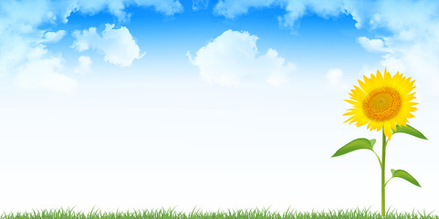 ひまわり　夏　花　背景