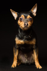 Portrait of a Toy Terrier dog on a black background