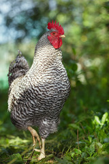 Motley rooster on a background of green plants.