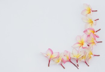 Group of Pink Frangipani isolated on White
