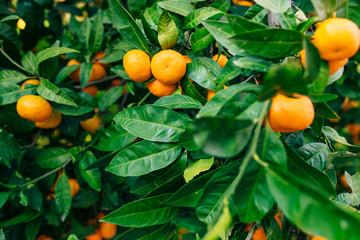 Orange mandarin on the tree. Ripe tangerine. Montenegrin mandarin trees. Home tangerine garden. A...