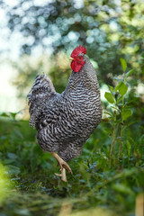 Motley rooster on a background of green plants.