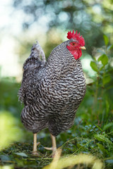 Motley rooster on a background of green plants.