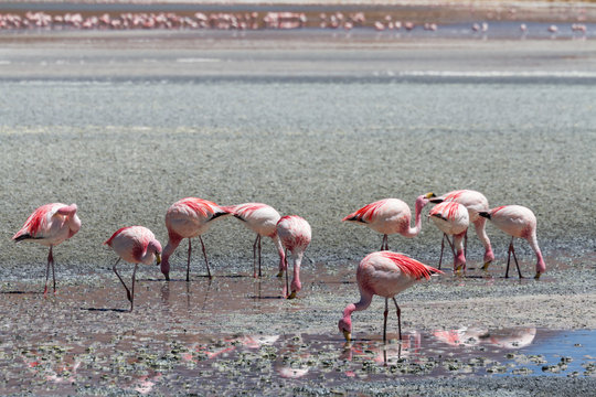 Flamingos at Laguna Ramaditas