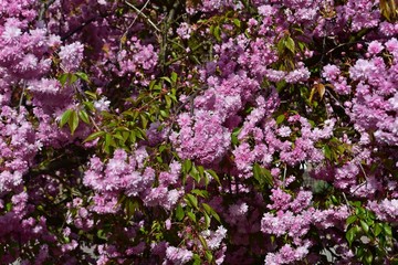 pinke Bl&uuml;ten am Strauch im Sonnenschein