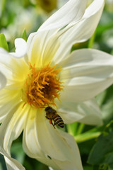 The worker bee seeking for sweet juice