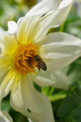 The worker bee seeking for sweet juice