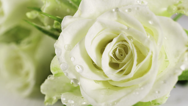 Vibrant fresh close up isolated beautiful macro pastel milk white roses buds water drops. Selective focus, copy space.