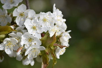 Fototapeta premium Spring. The clear blue sky. Blossomed as white as snow flowers on the ground and in the trees. The trees and the ground was covered with white flowers as snow carpet.