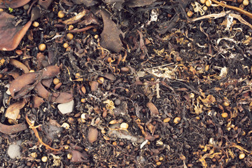 Kelp tangle