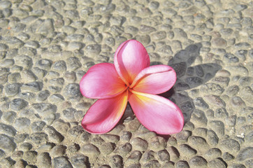 Fototapeta na wymiar pink frangipani flower on the stone road