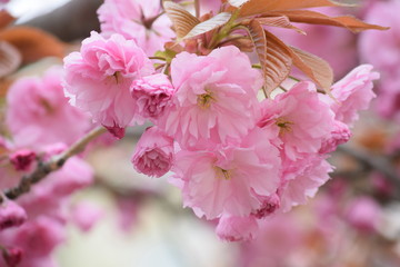 Spring. The clear blue sky. In Germany, bloomed pale pink, Japanese beauty beautiful Sakura. The trees share a beautiful pink dress, and the earth strewn with rose petals as a carpet.