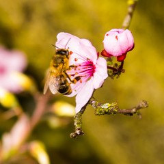 Eine Biene ist im Frühling auf einer Blüte gelandet und sammelt Nektar ein.