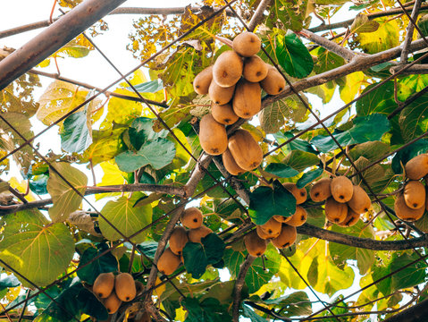 The kiwifruit on a tree. Liana tree kiwi hover on the grape arbor. Nearly ripe fruit in Montenegro.