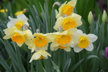 Spring. The clear blue sky. Bloomed bright and delicate crocuses, tulips, daffodils. The ground was covered with colorful flower carpet.