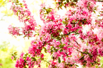 Wild Apple Blossom with pink color in front of a bright background
