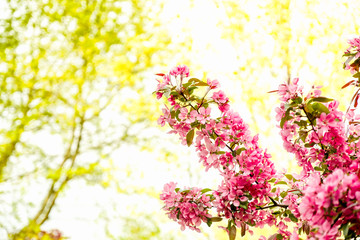 Wild Apple Blossom with pink color in front of a bright background
