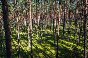 Trees in Tuchola Pinewoods in Kujawy-Pomerania Province of Poland