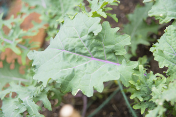 Kale