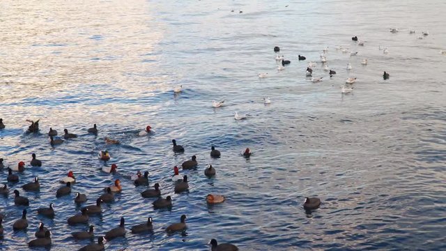 Wild ducks fighting with seagulls in the sea.