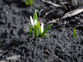 Snowdrops. First sprouts