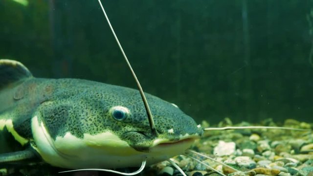 Aquarium fish. Clarias gariepinus or African sharptooth catfish in aquarium. Close-up