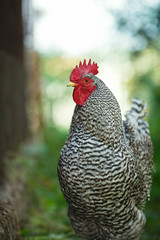 Motley rooster close up on a background of green plants.