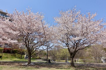 Obraz premium 多摩の桜