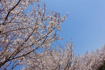 Obraz premium 多摩の桜