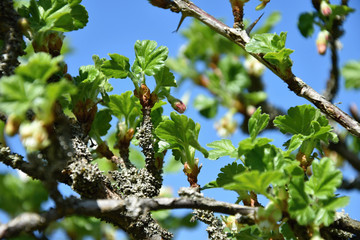Lichen on gooseberry, gooseberries buds in spring.