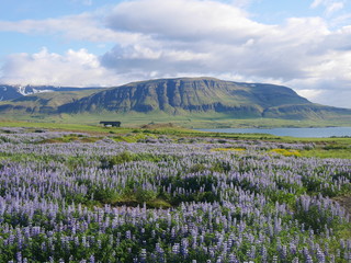 Lupinenfeld in Island