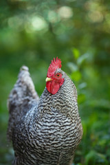 Motley rooster close up on a background of green plants.