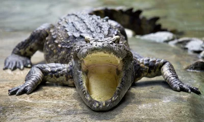 Tableaux ronds sur aluminium brossé Crocodile crocodile bouche ouverte sur le sol dans la ferme