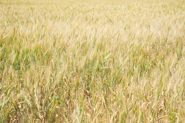 Wheat field
