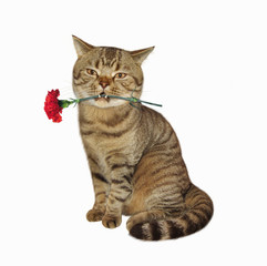 Obraz premium The cute cat holds a flower in his teeth. White background.