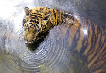 Royal Bengal Tiger, Panthera Tigris, bathing in water